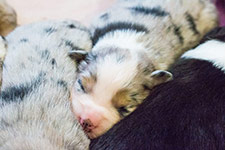 mini american shepherd, mas puppies photos